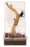 Zoo Med Creatures Jumping Spider Kit, Habitat (6" x 3" x 3")
