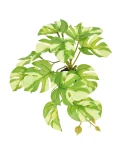 KOMODO \ Standing Varigard Monstera 5"