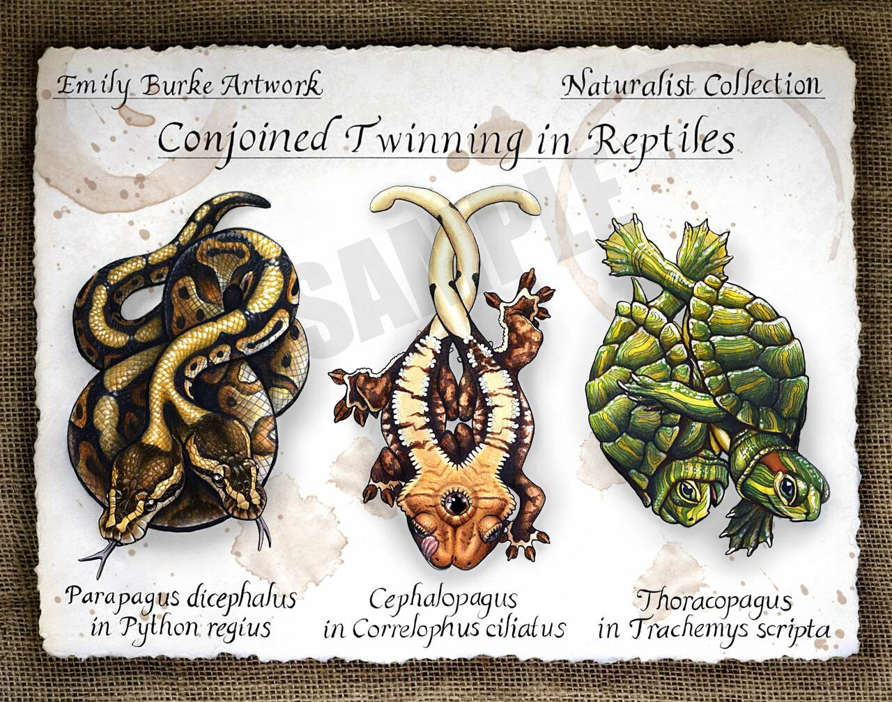 Conjoined Twinning in Reptiles Print By Emily Burke ReptilesRuS