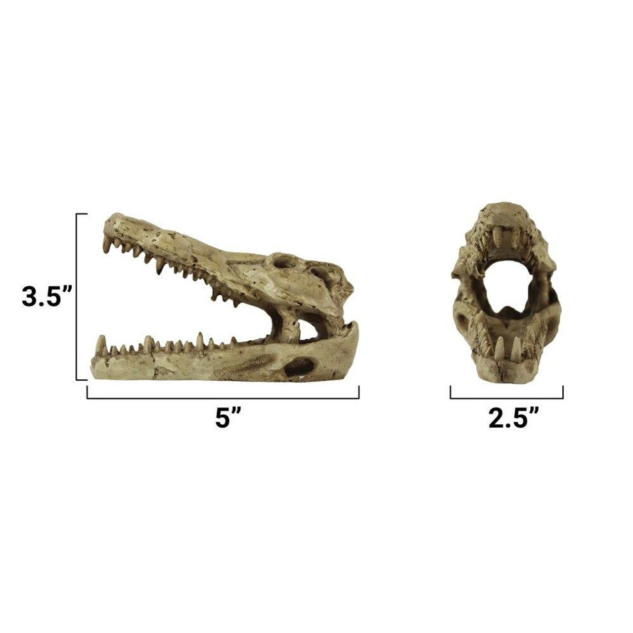 Pangea Pangea Crocodile Skull