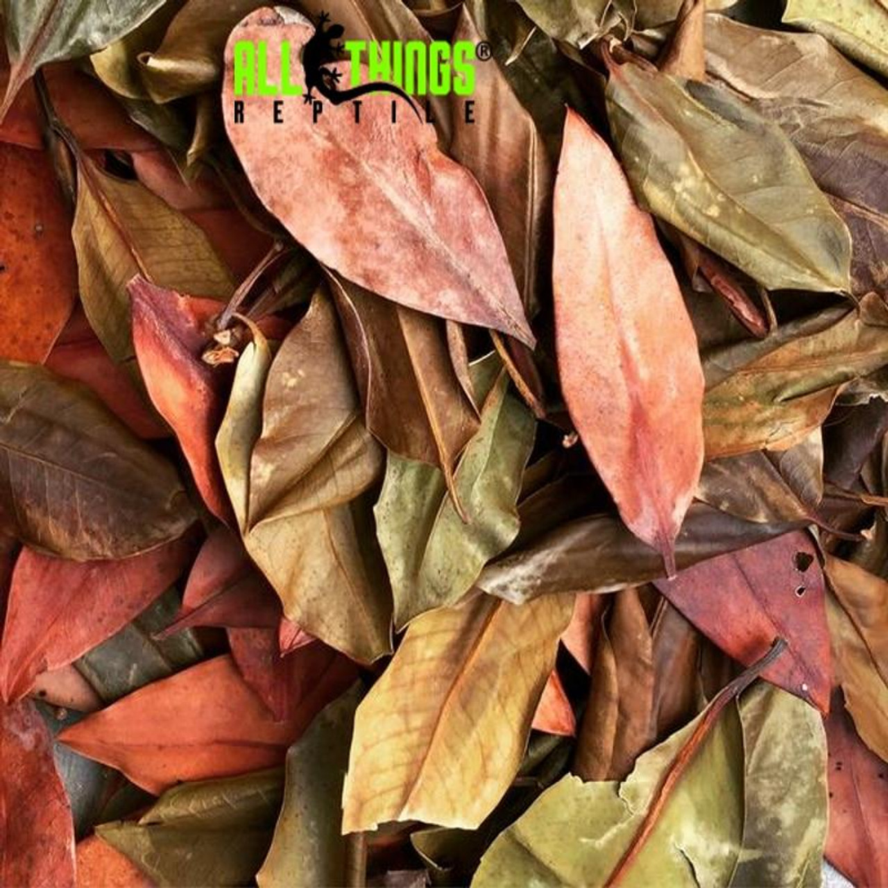 All Things Reptile ATR MANGROVE LEAVES Dried Grade A 10 Pack