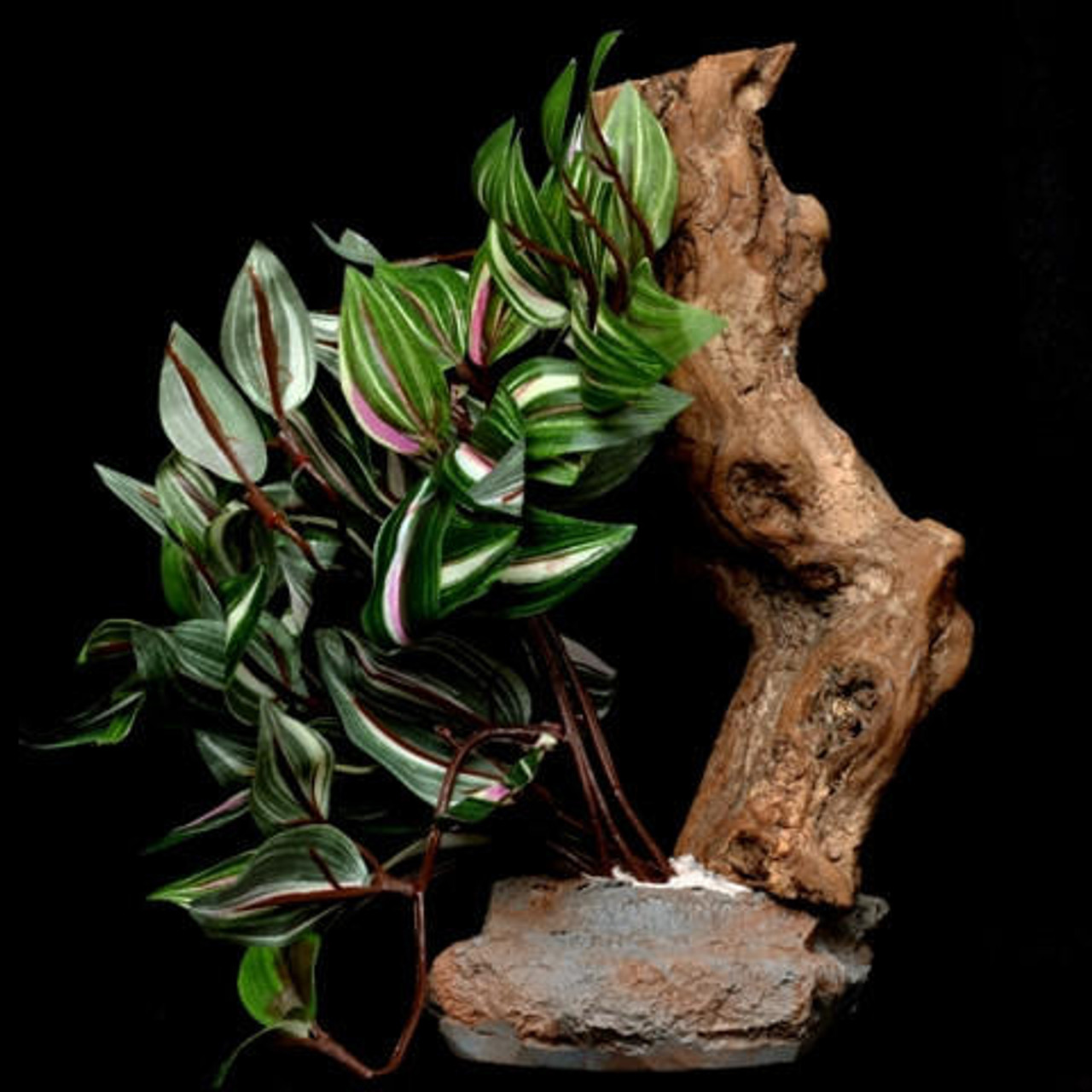 Pet Tekk Tropical Plant with Stone and Wood, assorted