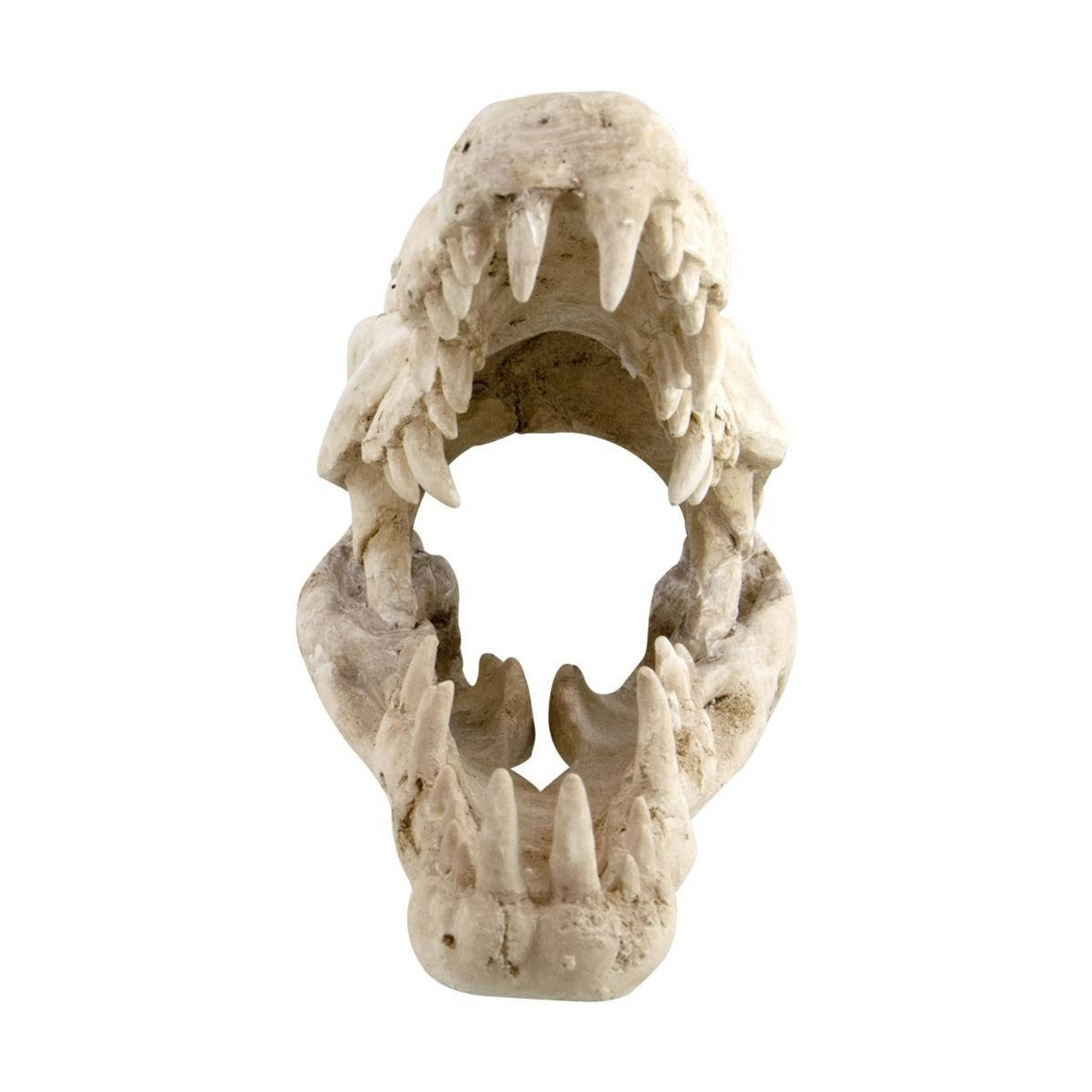  Reptile Treasures Shelter Dino Skull 10in 