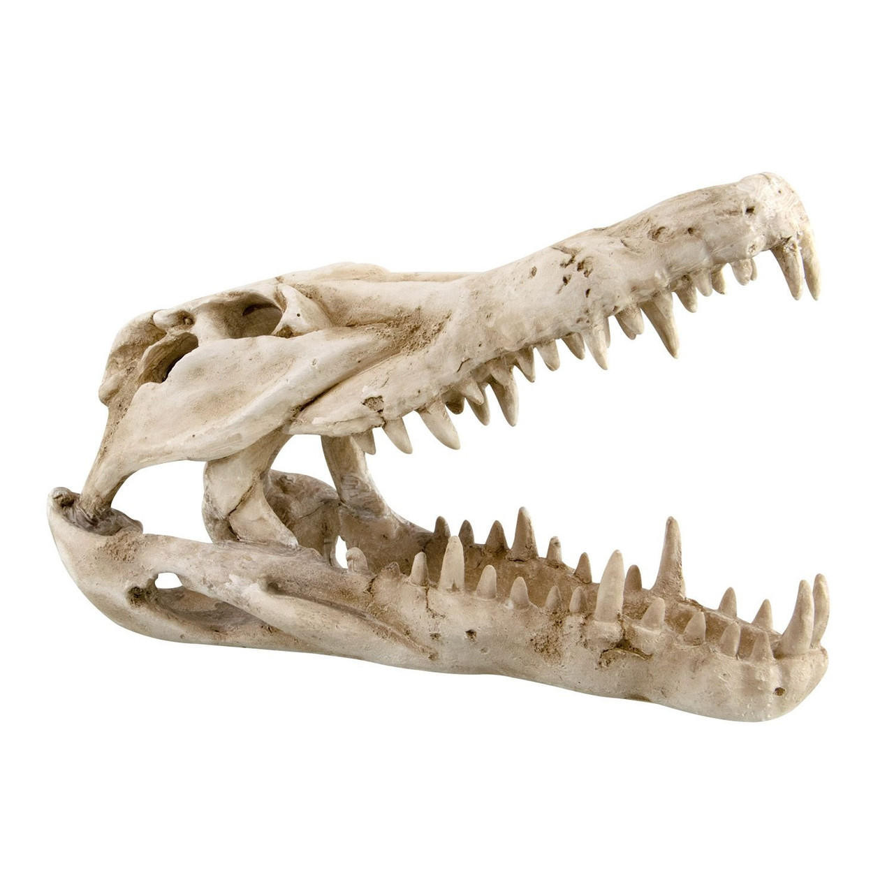  Reptile Treasures Shelter Dino Skull 10in 