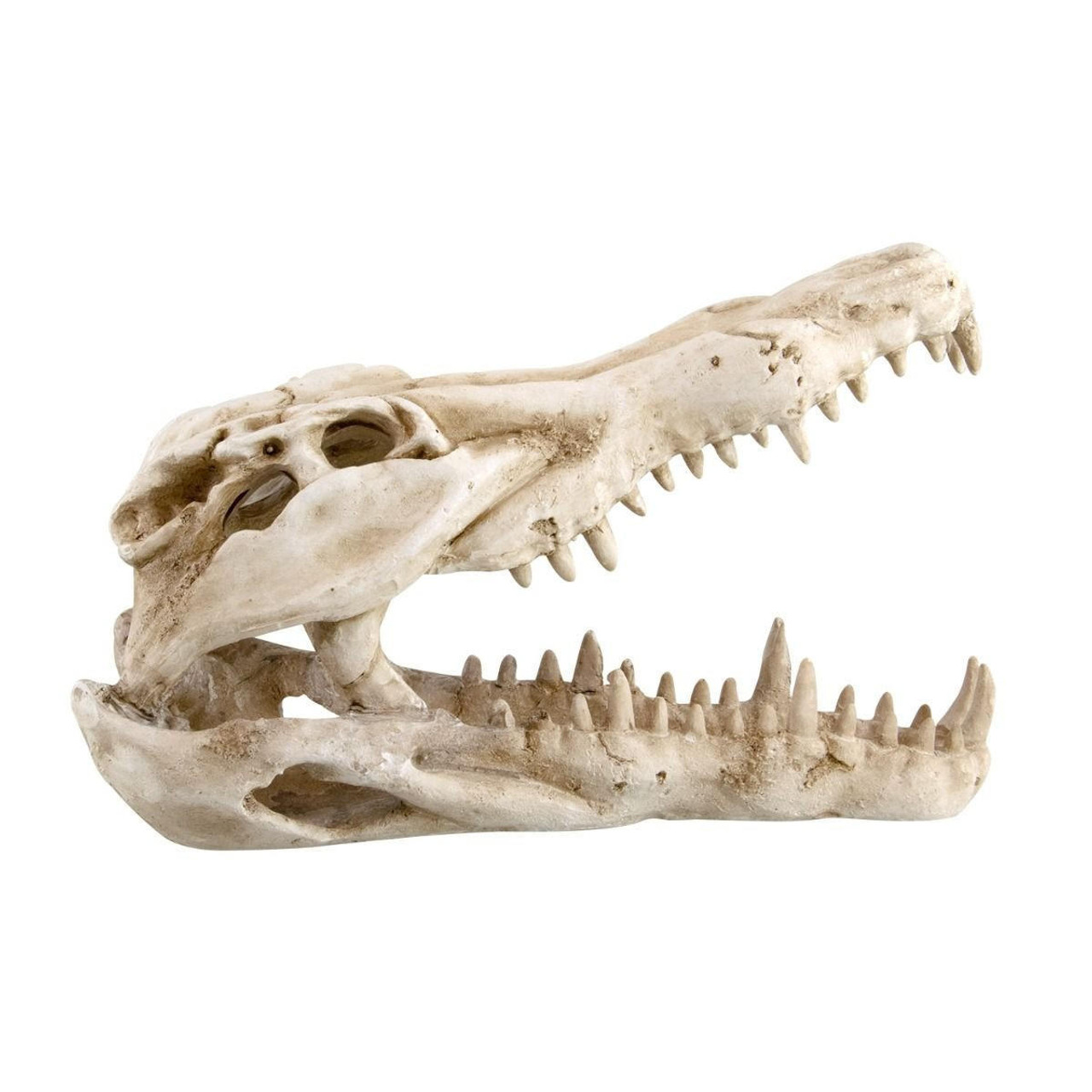  Reptile Treasures Shelter Dino Skull 10in 