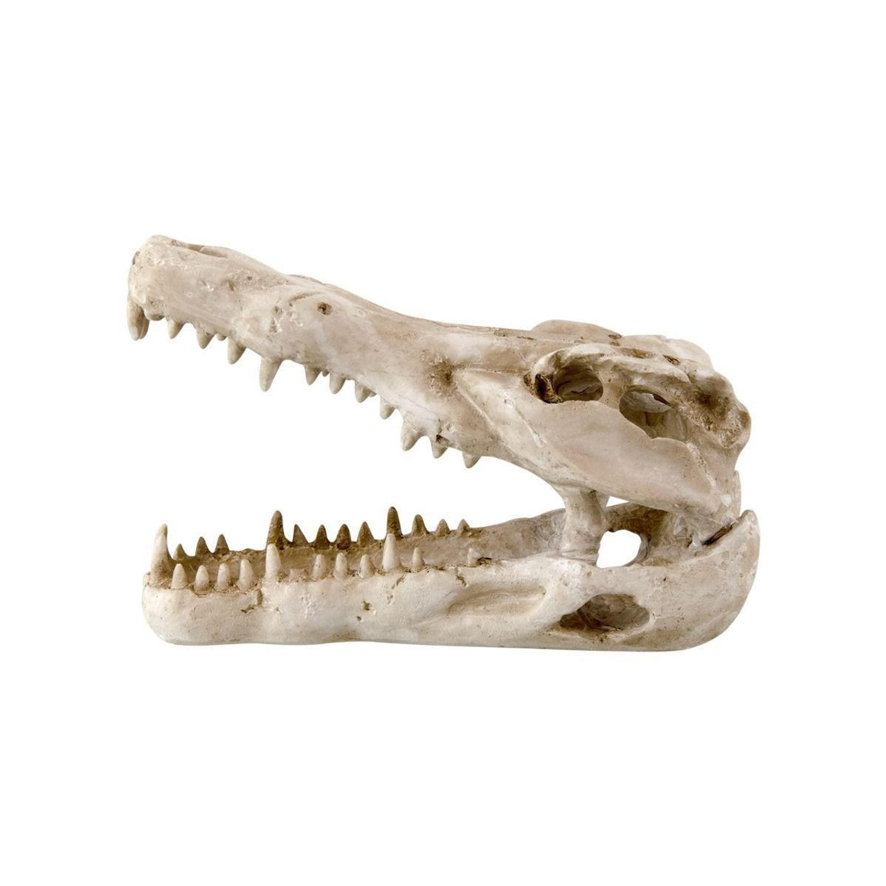  Reptile Treasures Shelter Dino Skull 6in 