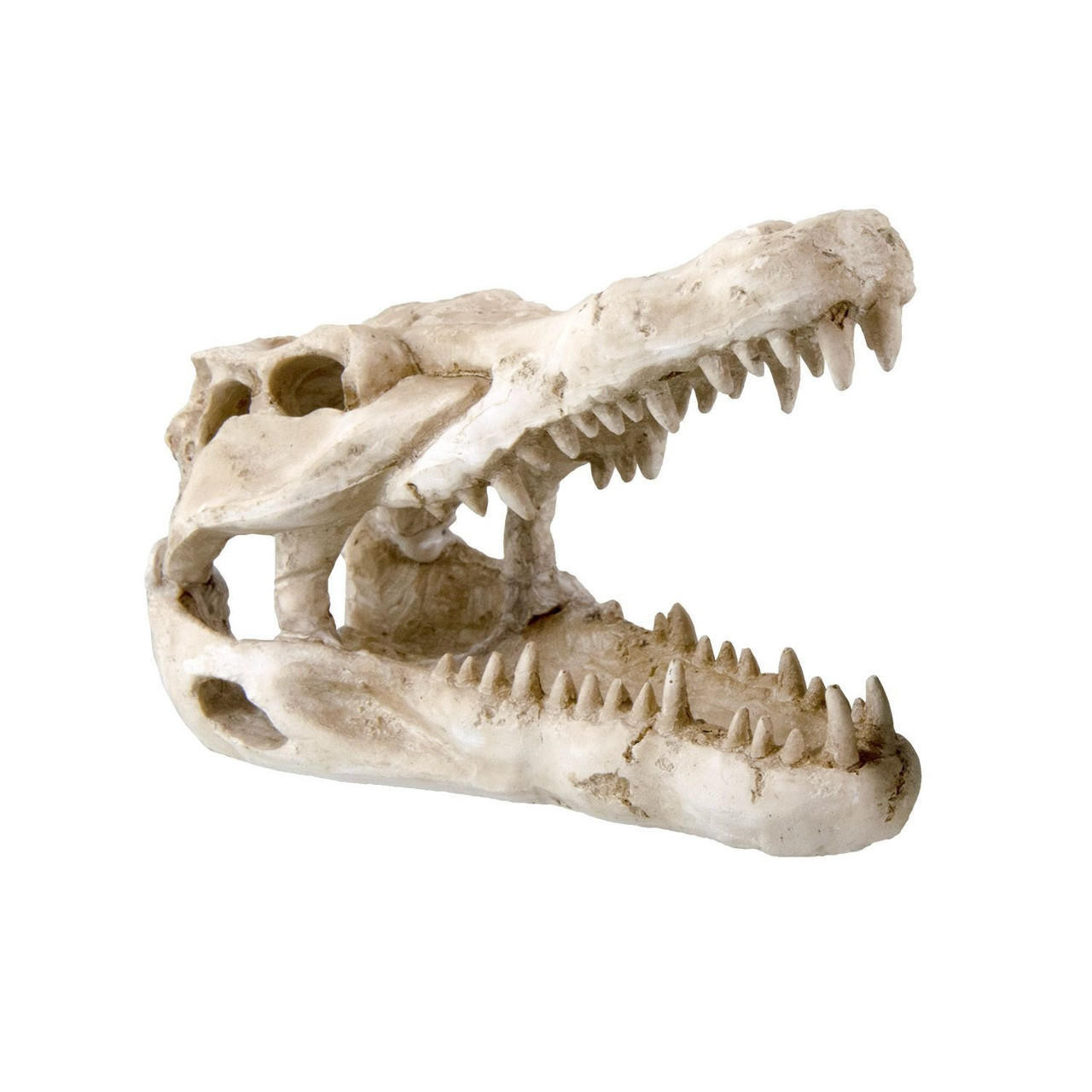  Reptile Treasures Shelter Dino Skull 6in 