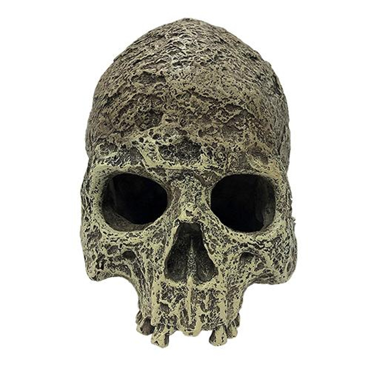  Komodo Human Skull Textured Habitat Decoration 