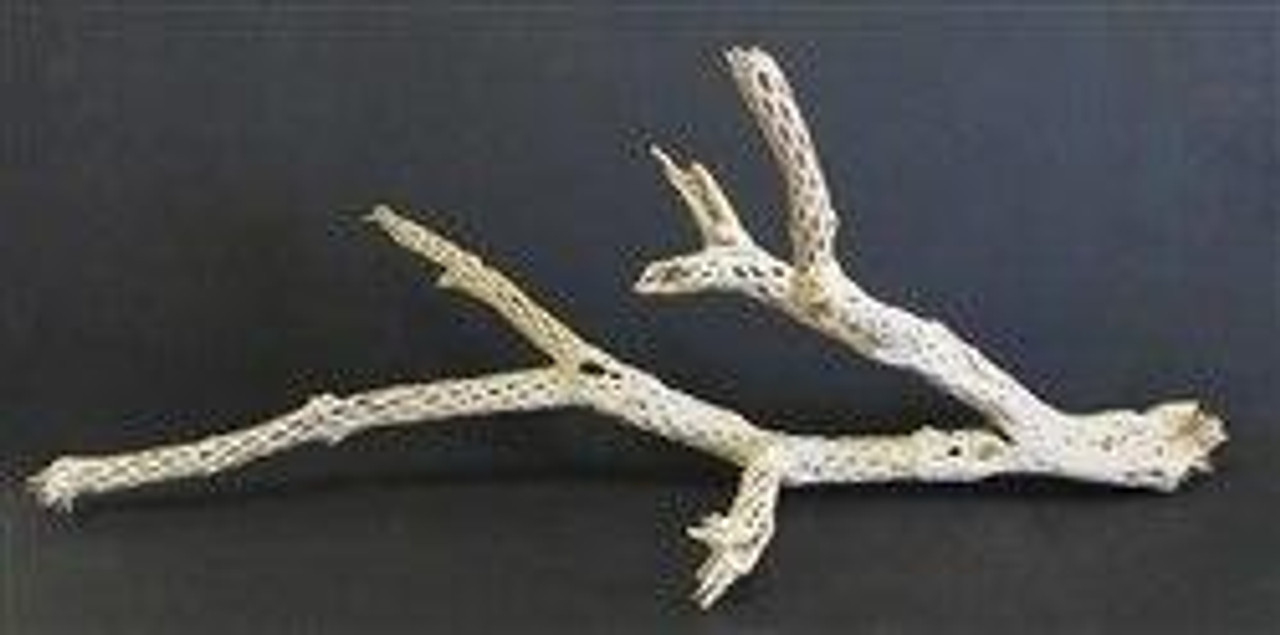 All Things Reptile CHOLLA BRANCH SANDBLASTED 18 - 24