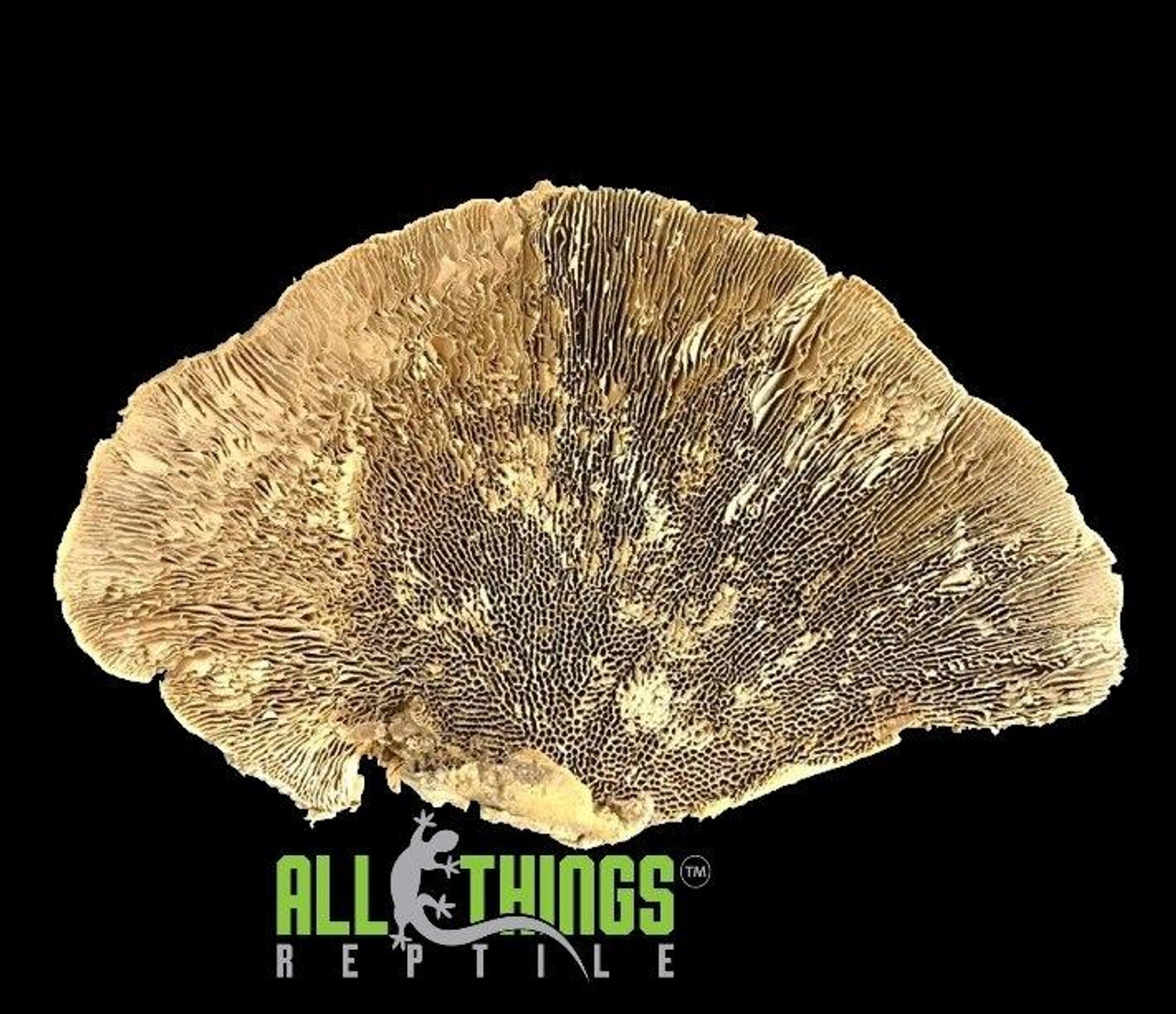 All Things Reptile Sponge Mushroom 2 per Pkg