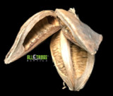 All Things Reptile ATR Sorocco Pod Approx 4-5 All Things Reptile ATR Sorocco Pod Approx 4-5