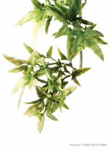 Exo Terra Exo Terra Hanging Croton Plant Medium 14 Long Exo Terra Exo Terra Hanging Croton Plant Medium 14 Long