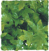 Zoo Med Zoo Med Congo Ivy Large 20
