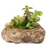 Pangea PANGEA SUCCULENT GARDEN #2 Pangea PANGEA SUCCULENT GARDEN #2