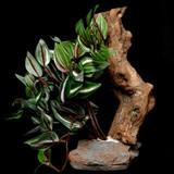 Pet Tekk Tropical Plant with Stone and Wood, assorted Pet Tekk Tropical Plant with Stone and Wood, assorted