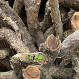 All Things Reptile™ ATR BULK Cork Bark Logs 20 lbs (Assorted Sizes) * request a shipping quote at checkout 