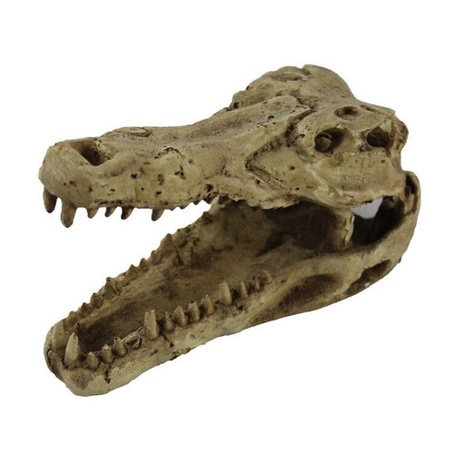 Pangea Pangea Crocodile Skull