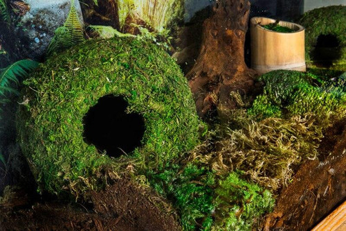 Galapagos Galapagos Mossy Caves, Green, 6 Diameter for hiding and humidity