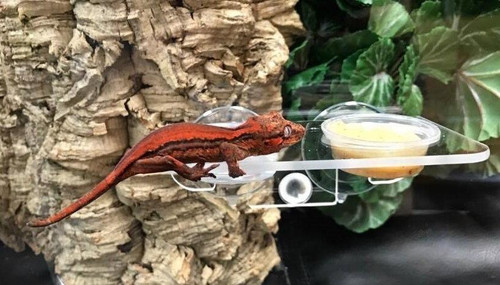 Pangea Pangea Gecko Ledge Suction Cup Acrylic Small .5oz cups
