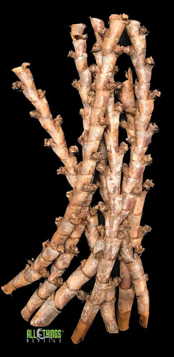 All Things Reptile ATR Buriti Sticks 7 per Pkg
