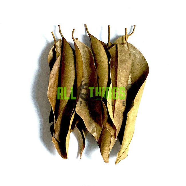 All Things Reptile Durian Mix Size Leaves 10-pack