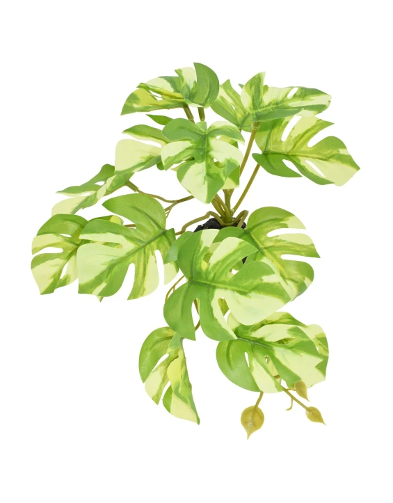KOMODO \ Standing Varigard Monstera 5"