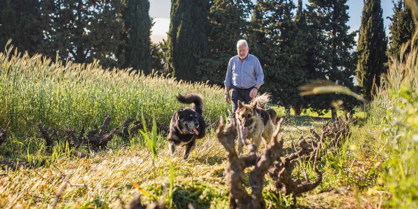A photo of Ken Forrester and his dogs walking through one of his Stellenbosch vineyards