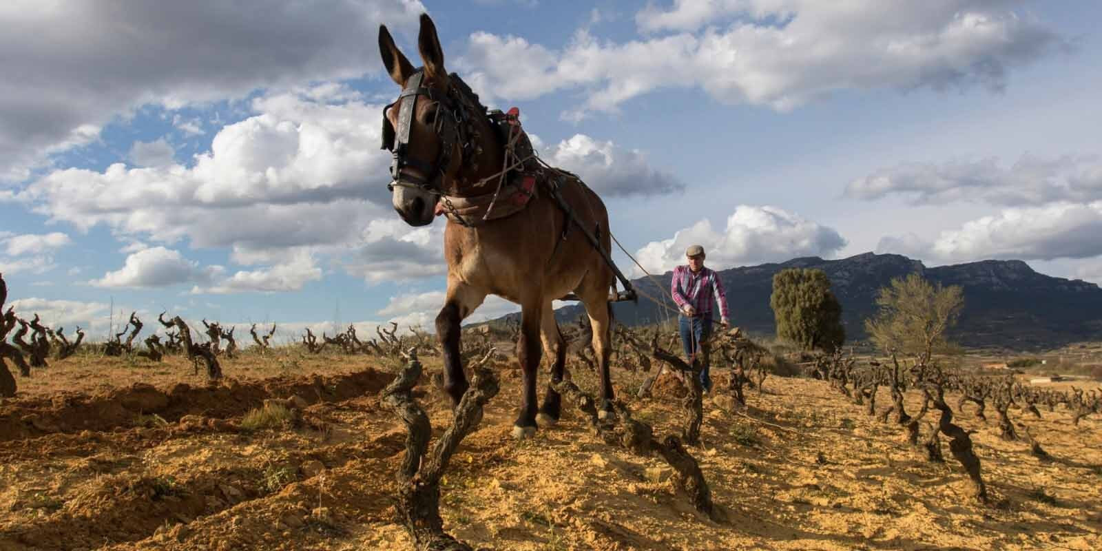 An image of a donkey working Sierra Cantabria's organic vineyards