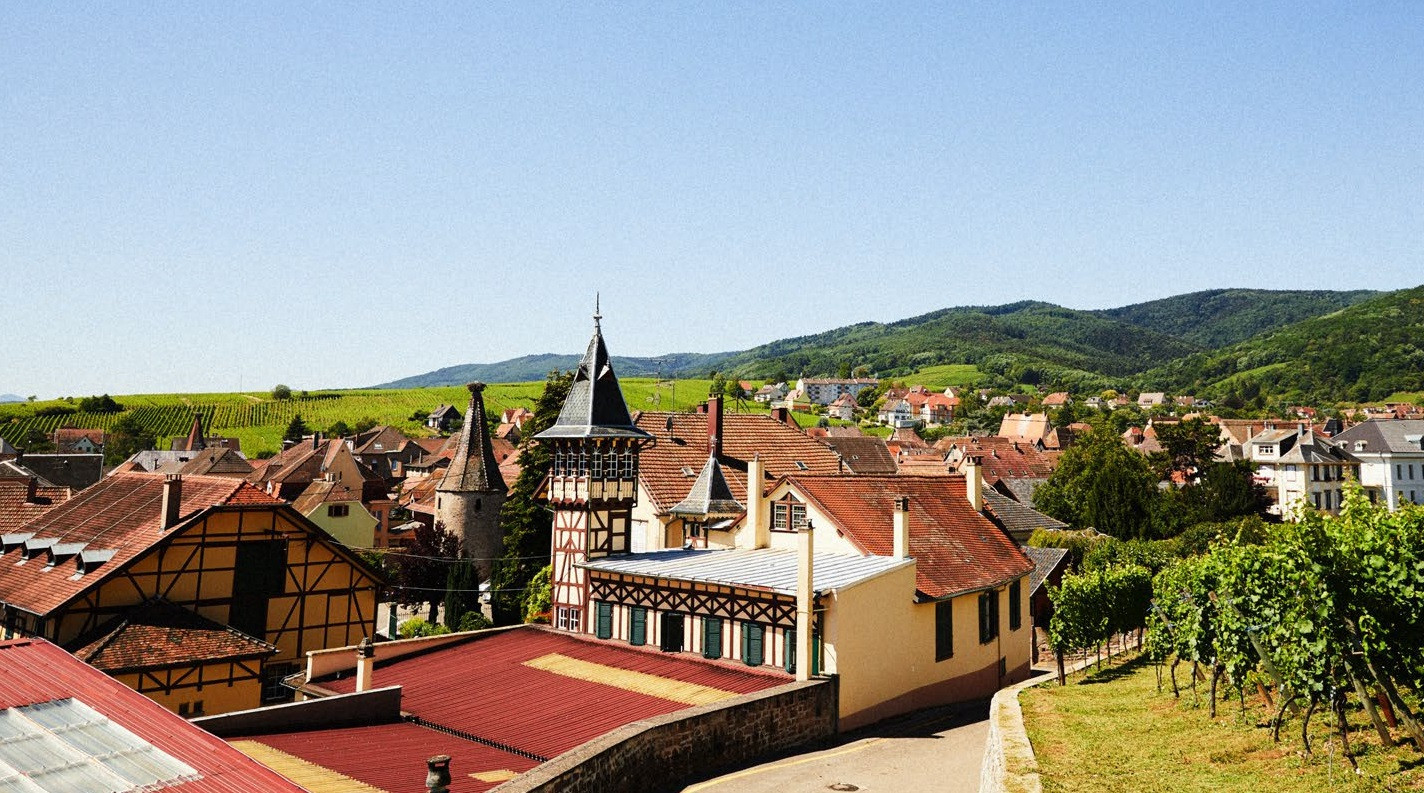 A view looking up at Alsatian vineyards from Ribeauvillé where Trimbach are based 