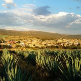 Why You Should Drink Tequila