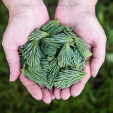 Forage, repurpose and re-use