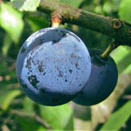 How to Make Sloe Gin