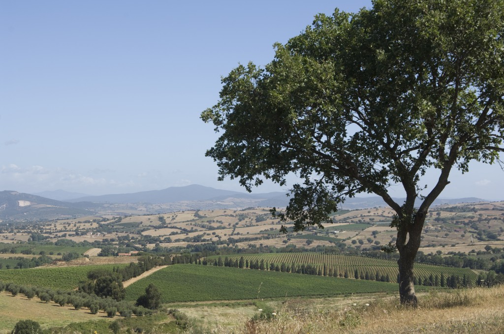 Val delle Rose - vigne 16