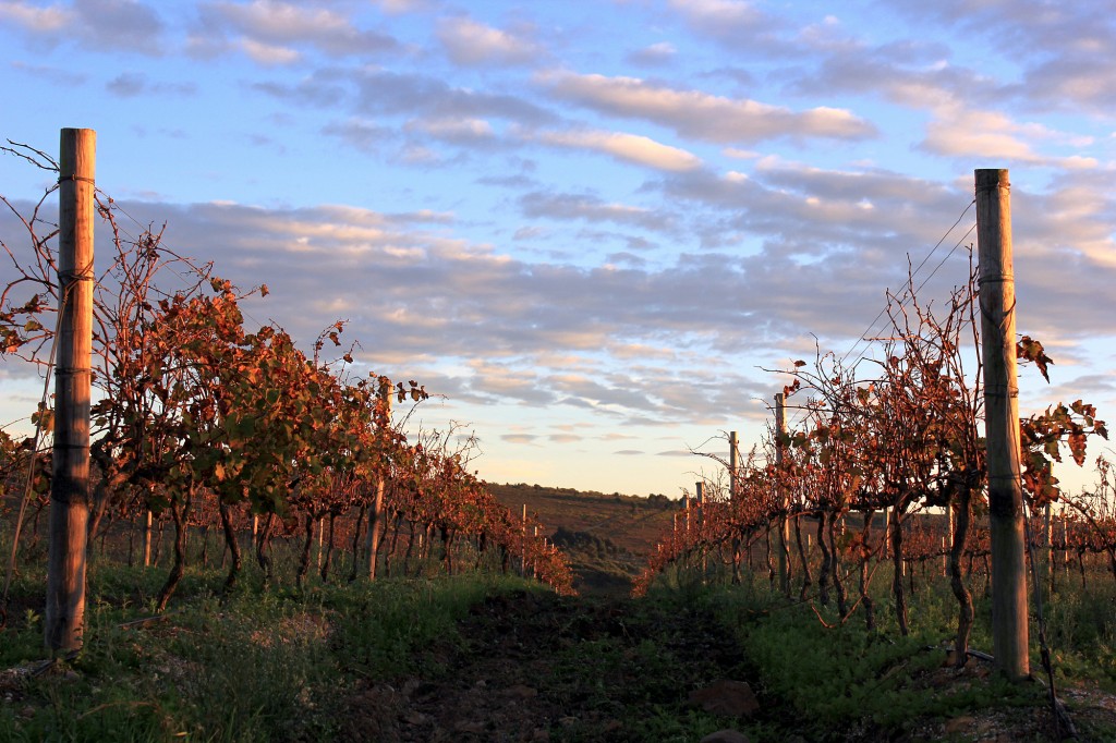 Strandveld Vineyards