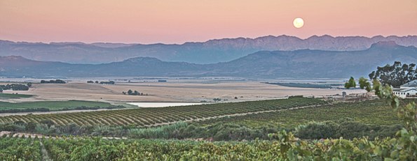 Swartland Vineyard South Africa