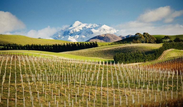Yealands - New Zealand Producer