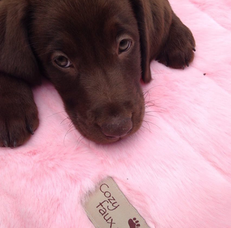 Rabbit Stripe Pink Pet Blanket