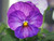 Purple Barb’s Photography Perfect Pansy