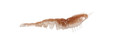 Z-Man EZSU-363PK4 Ez Shrimpz 3070-1542
