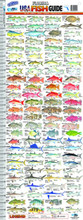 AFN AC5000 Fish Guide Ruler Florida 5158-0001