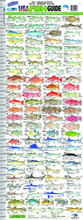 AFN AC5017 Gulf Fish ID Ruler 5158-0002