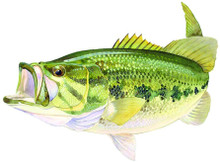 AFN ST5599 Large Mouth Bass Decal 5158-0024