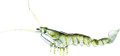 Savage Gear MS-100-AV TPE 3D Shrimp 1314-2251