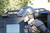 Riot Control Helmet w/ Steel Grid SKU: DHG2 Riot Control Helmet w/ Steel Grid SKU: DHG2
