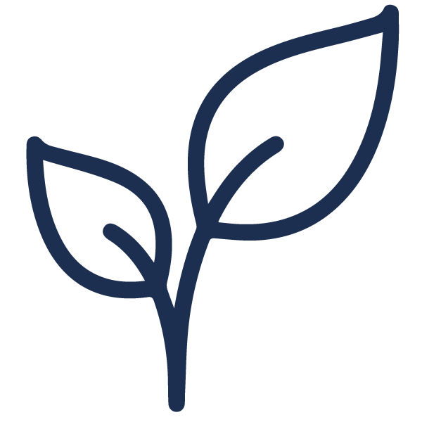 a small seedling