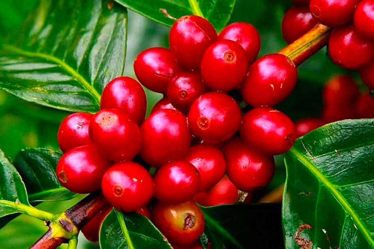How many varieties of coffee are there? Caffe Borbone America Corp (US)