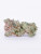 Pure Beauty GMO Cookies THCA flower at Lone Acorn in Raleigh.