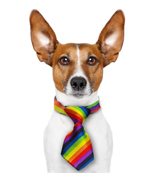 Mini Rainbow Pet Tie (Dogs / Cats) - LGBT Gay and Lesbian Pride Pet  Accessories - Pride Shack