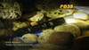 Fenix PD35 LED Flashlight - 2014 Edition Underwater