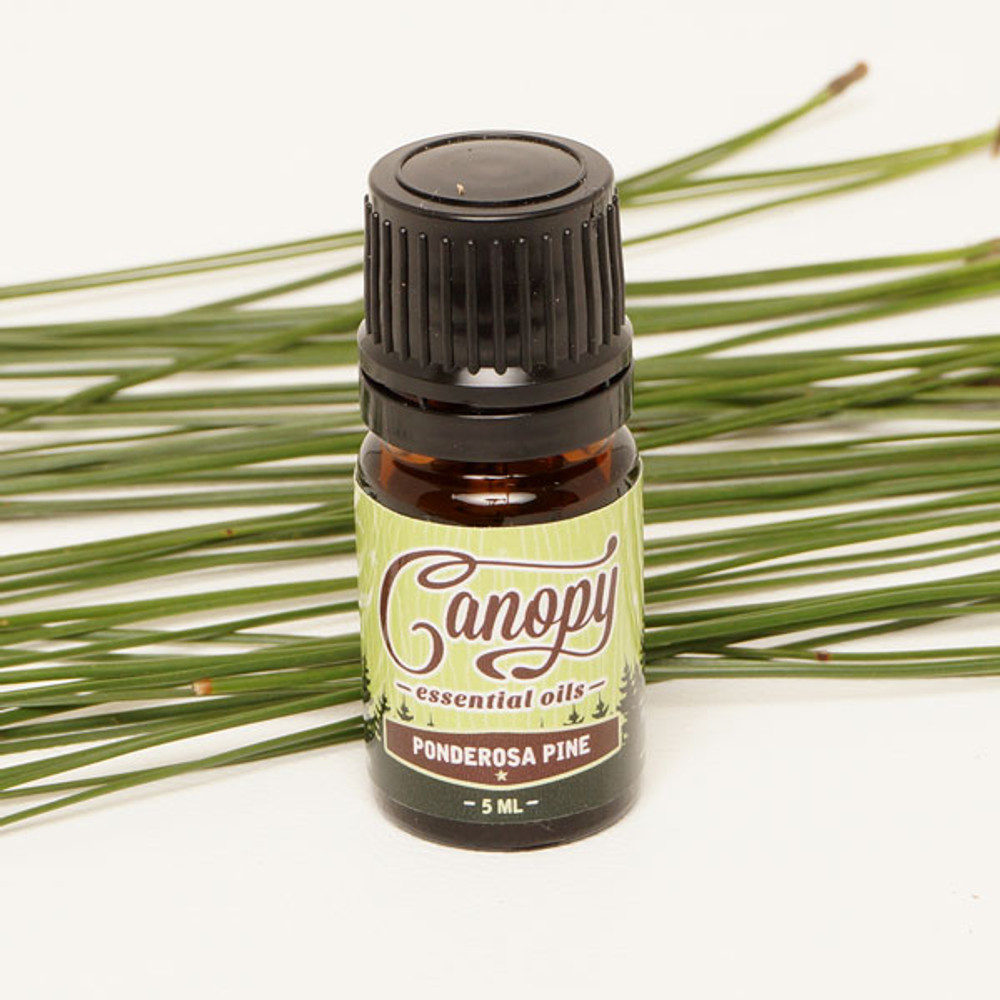 Pure essential oil of native Ponderosa pine from Oregon